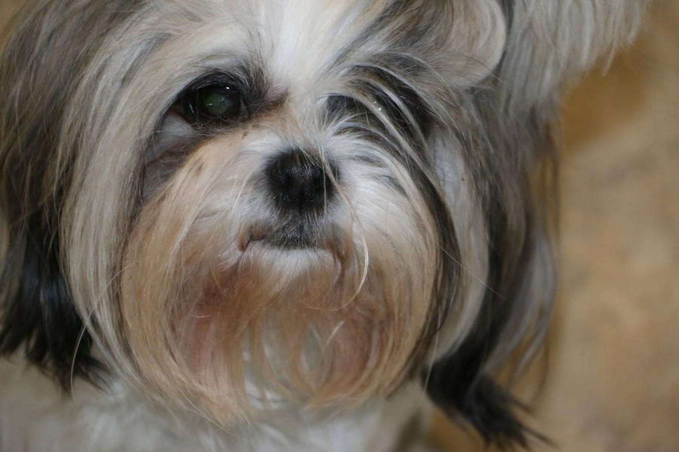 Presumidogs, el cuidado más coqueto