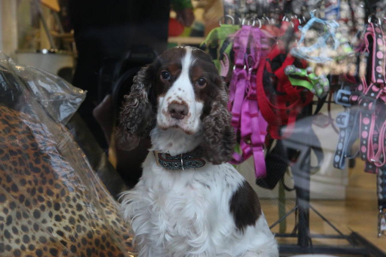 Presumidogs, el cuidado más coqueto