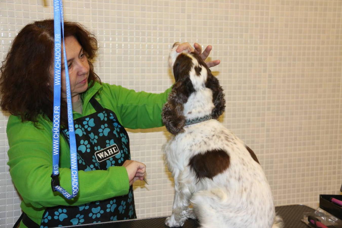 Presumidogs, el cuidado más coqueto