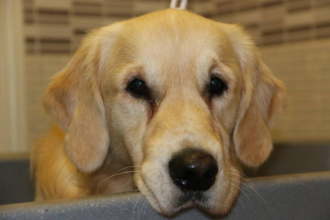 Presumidogs, el cuidado más coqueto