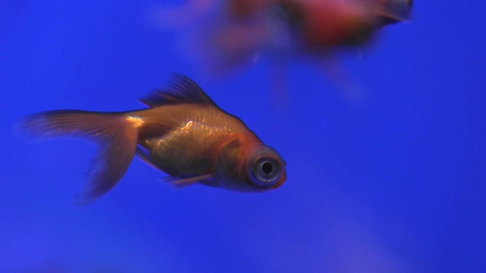 Todo para las mascotas