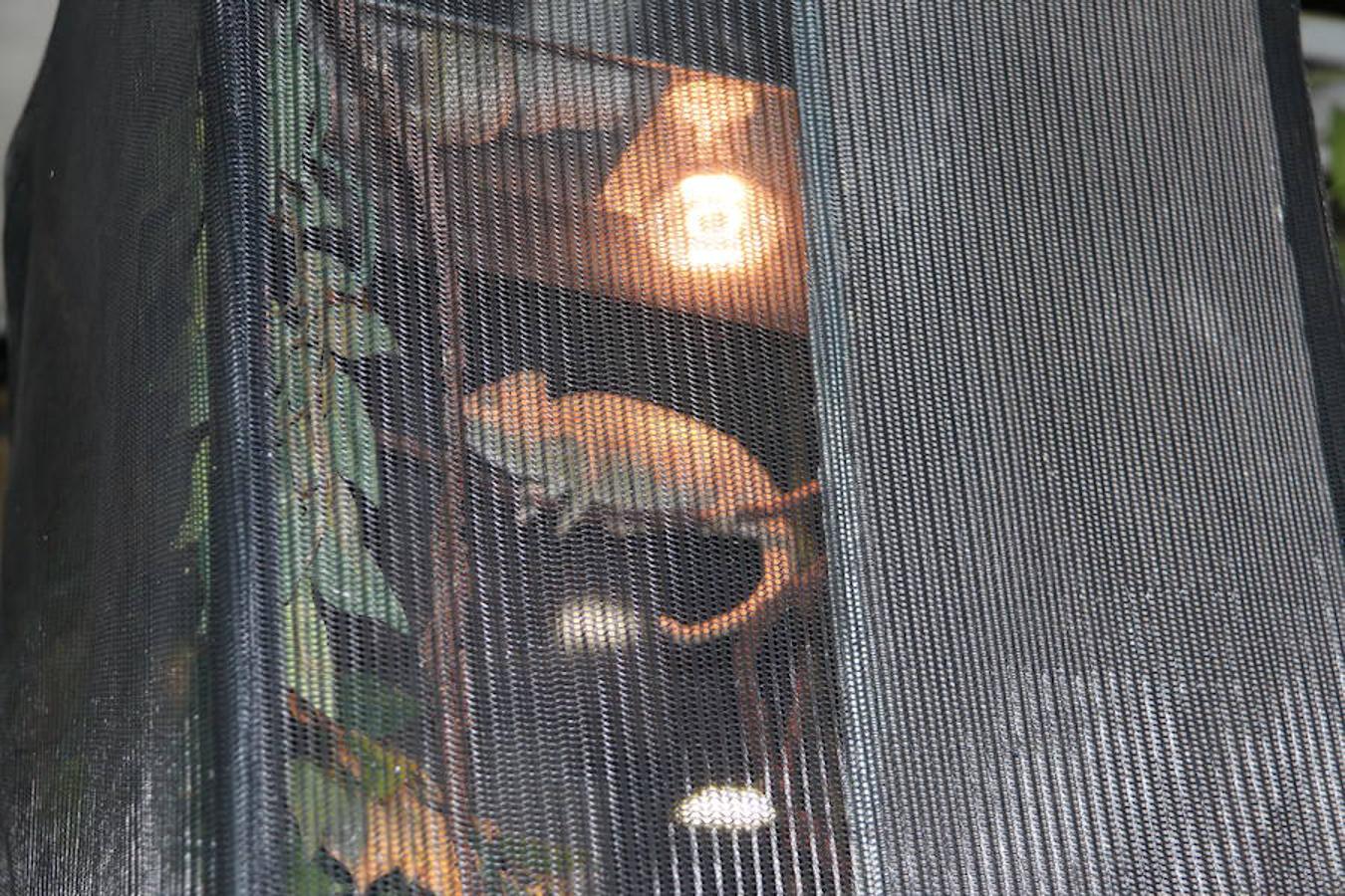 Axolotl, una tienda de mascotas diferente