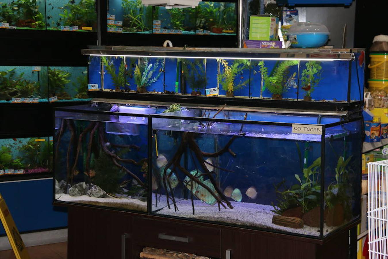 Axolotl, una tienda de mascotas diferente