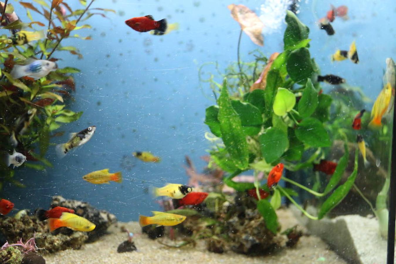 Axolotl, una tienda de mascotas diferente