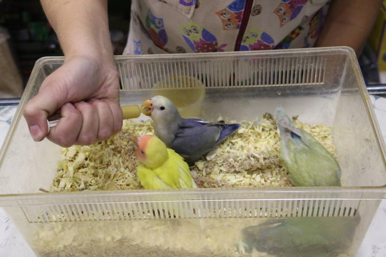 Axolotl, una tienda de mascotas diferente