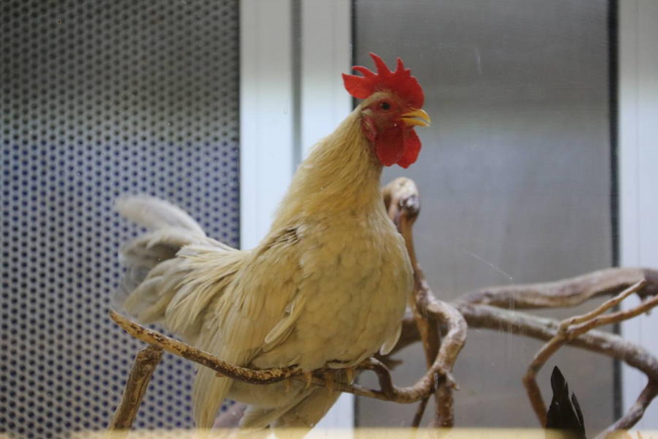 Axolotl, una tienda de mascotas diferente