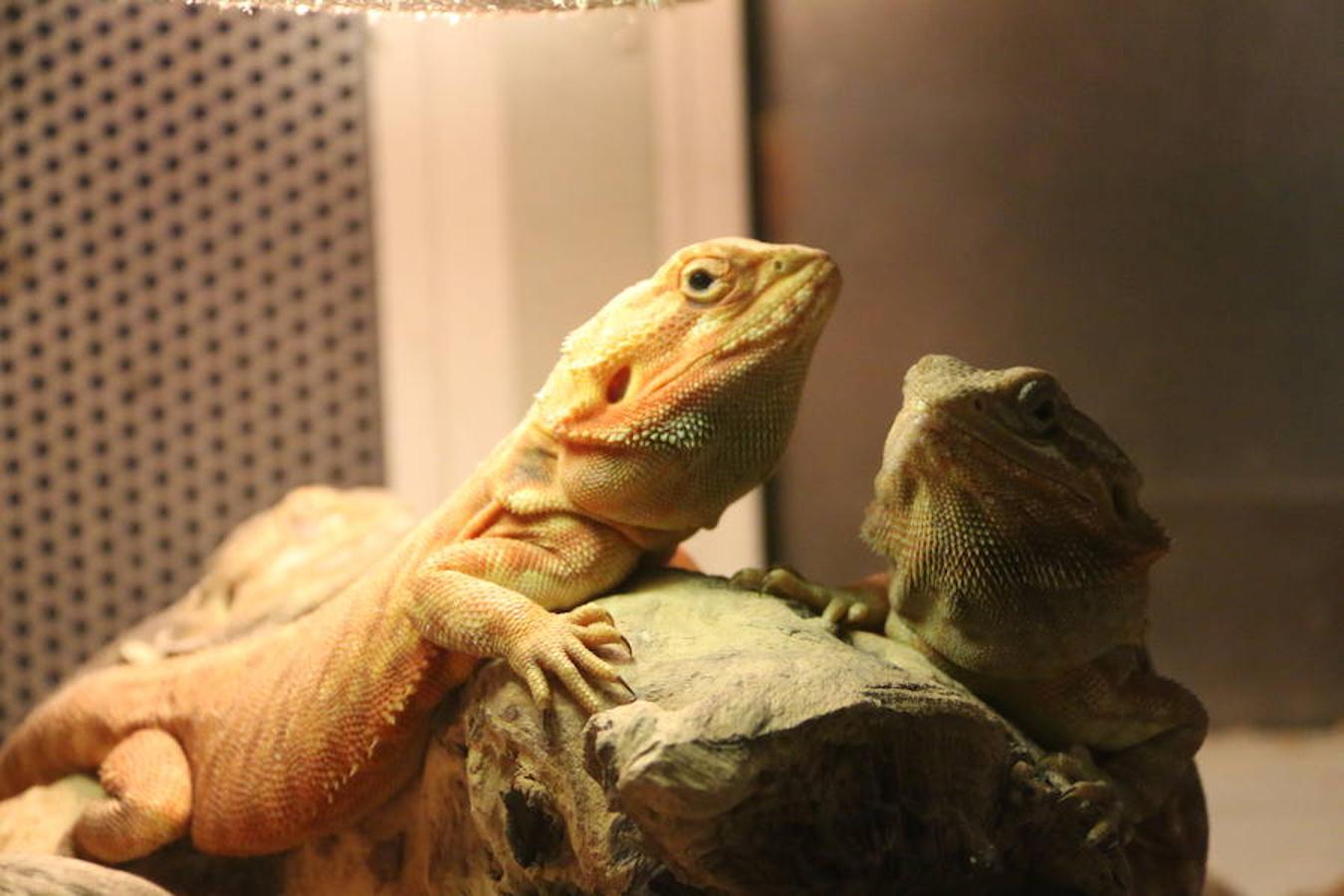 Axolotl, una tienda de mascotas diferente