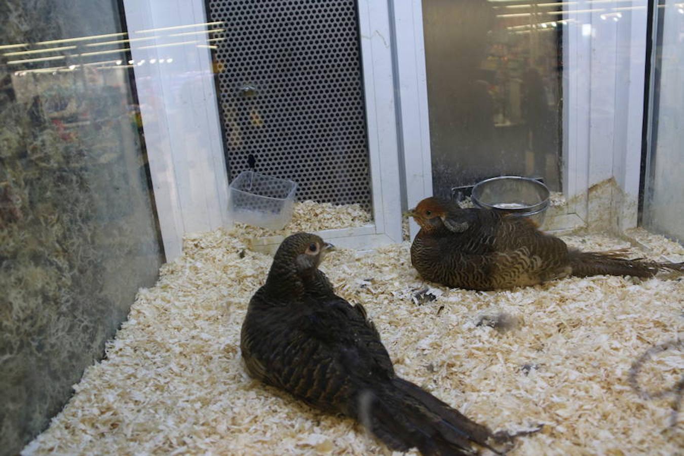 Axolotl, una tienda de mascotas diferente