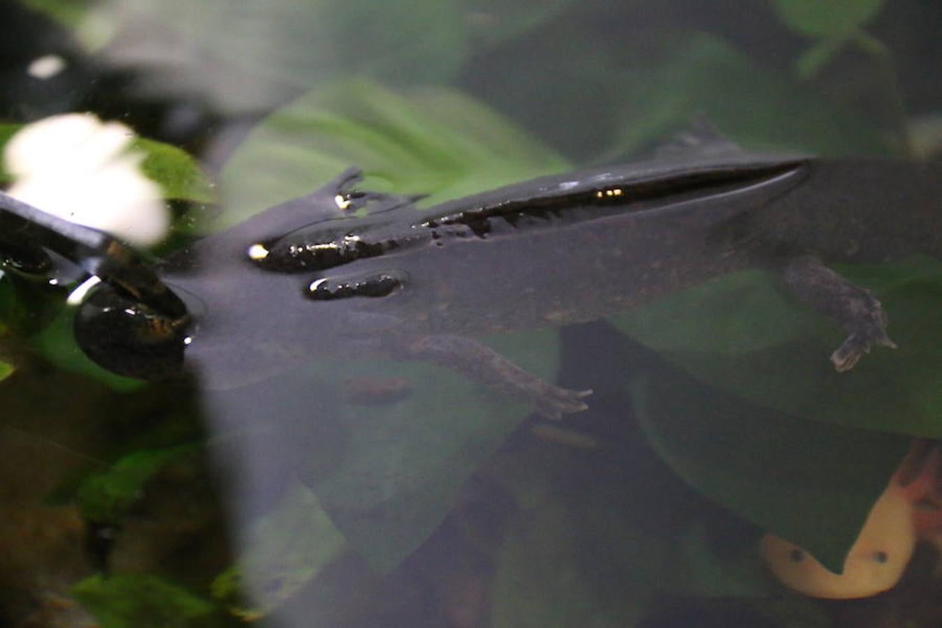 Axolotl, una tienda de mascotas diferente