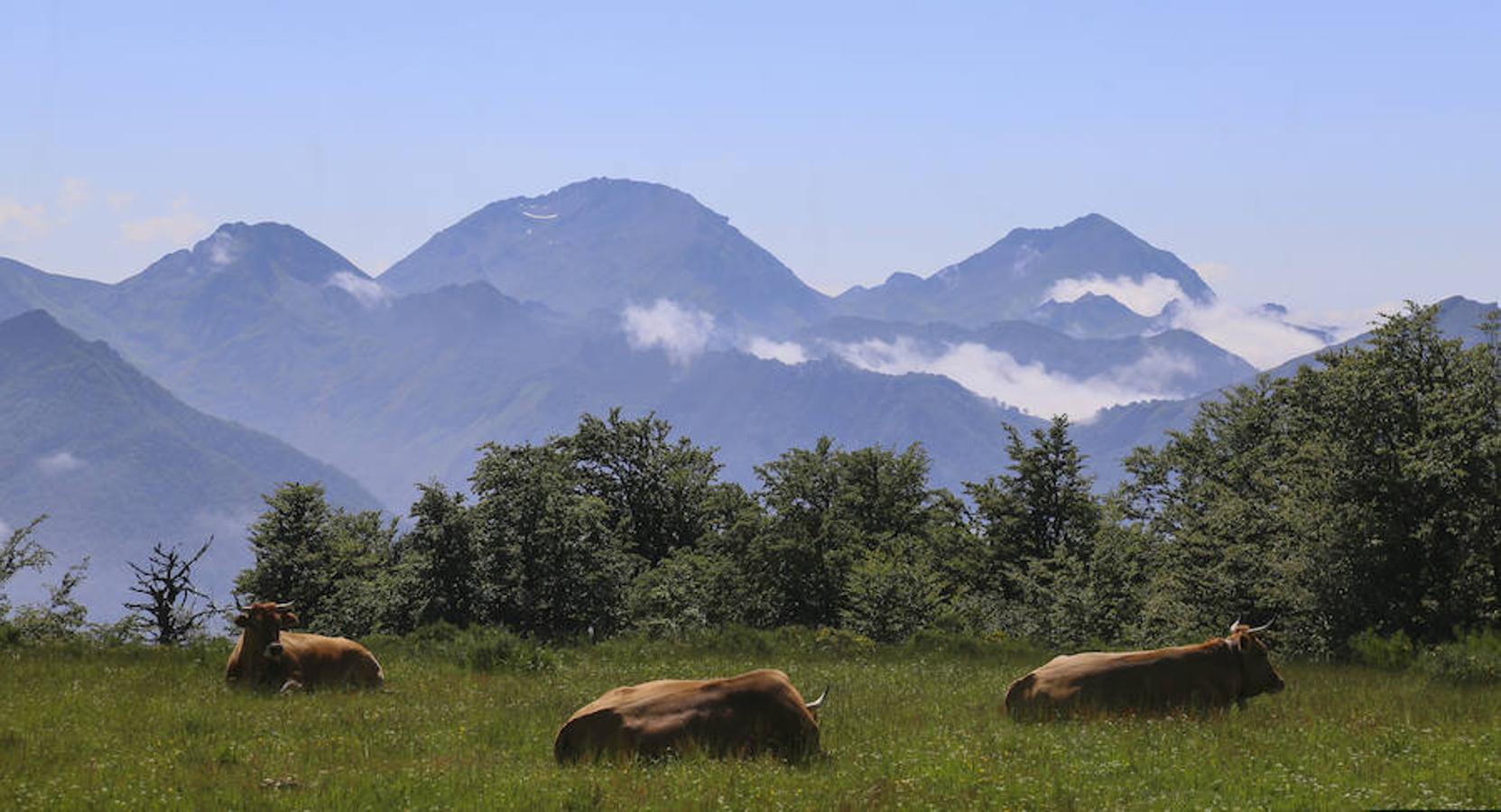 Picos (increíbles) de Europa