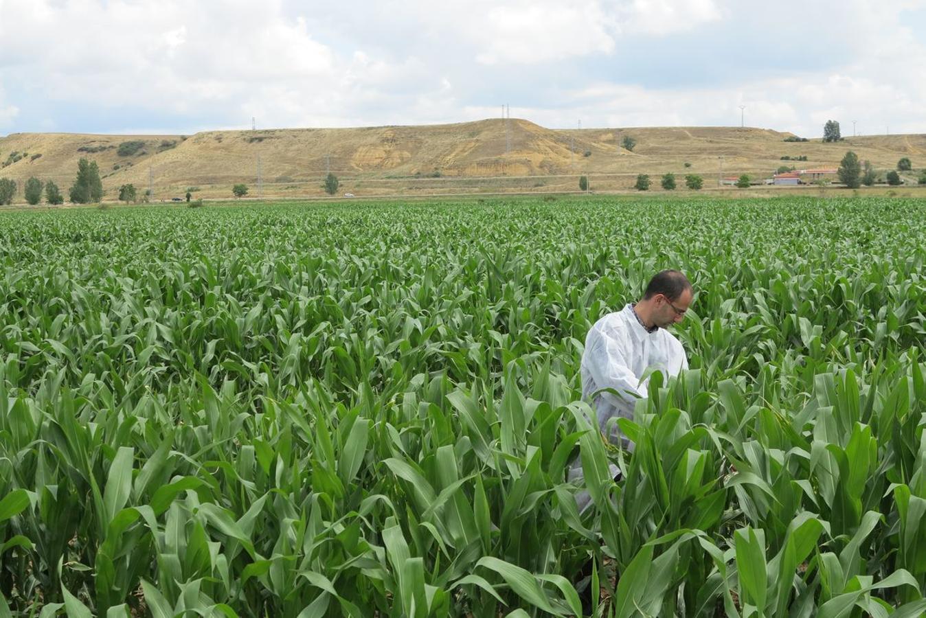 El centro cuenta con 35 hectáreas para la investigación de cultivos