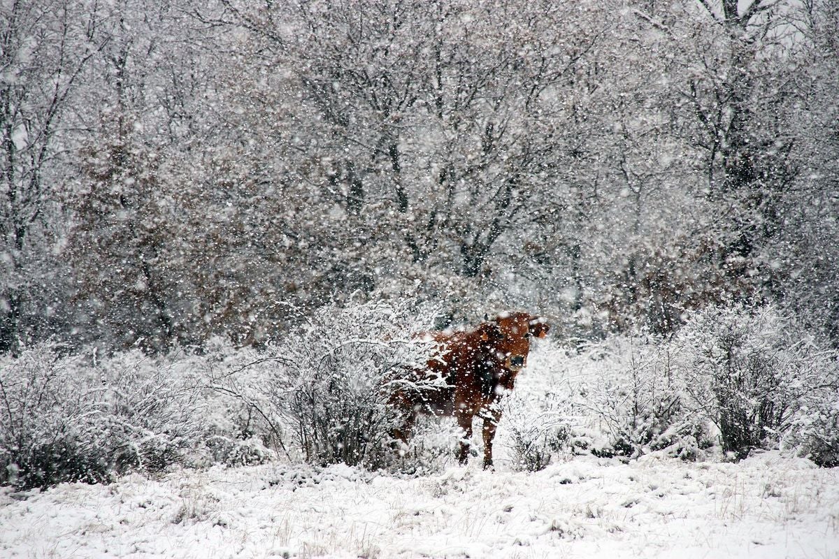 Nieve en La Cepeda