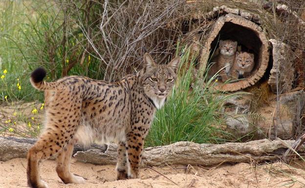 Muere Homer, una de las madres más prolíficas del centro de cría en cautividad del lince