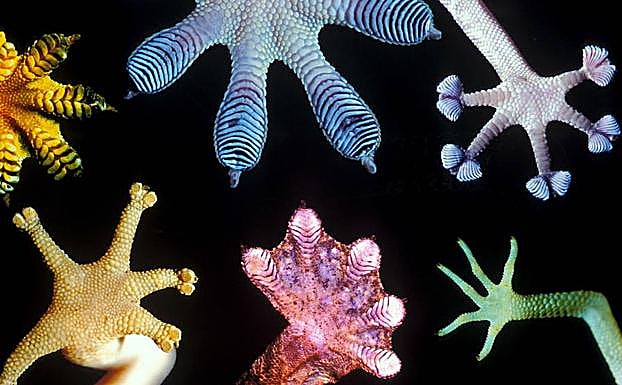 Huellas de Gecko. 