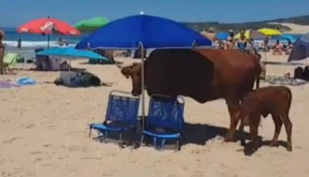 Imagen de la vaca junto a su cría en la playa de Cádiz. 