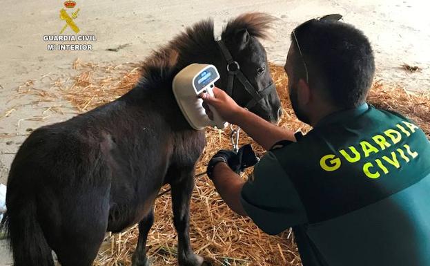 La Guardia Civil comprueba el microchip del animal.