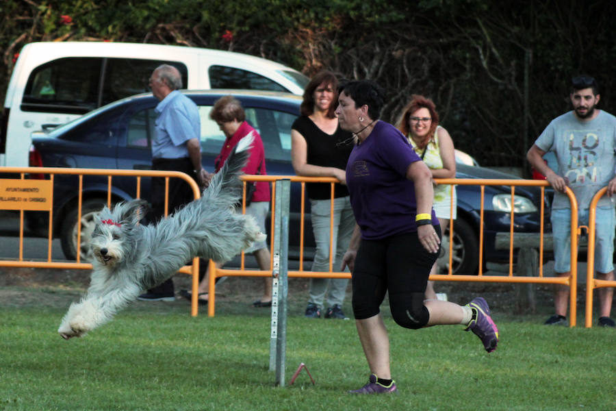 Pruebas de habilidad para perros y sus adiestradores