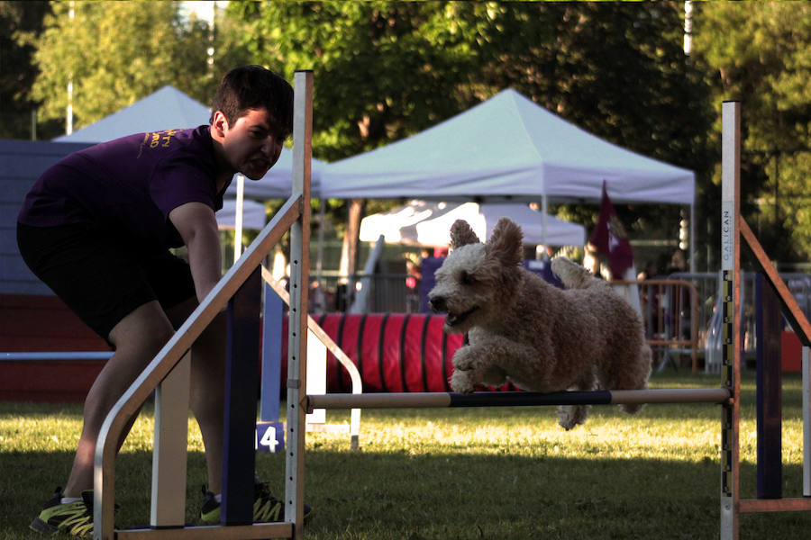 Pruebas de habilidad para perros y sus adiestradores