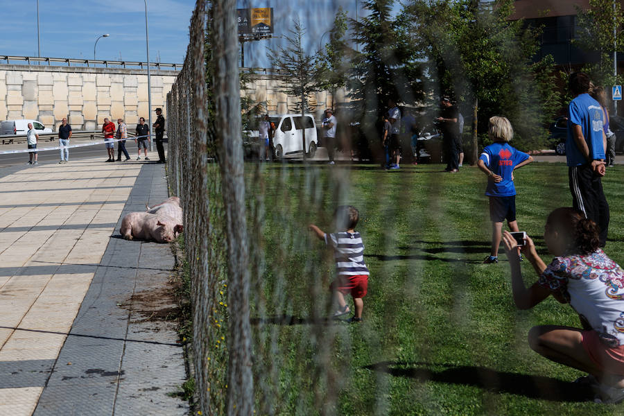 Accidente de un camión con cerdos en Soria