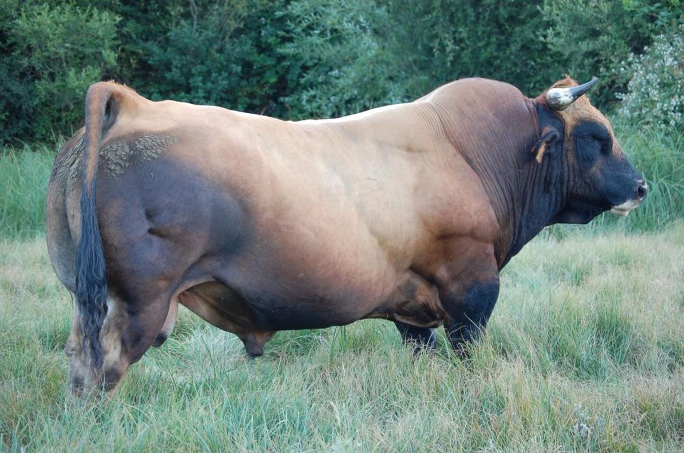 Bueyes de calidad