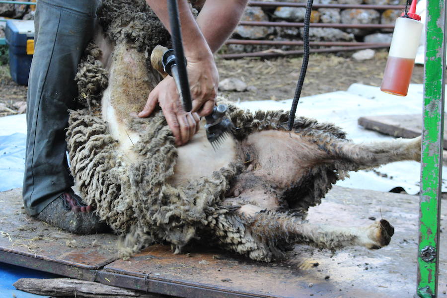 El arte de esquilar ovejas