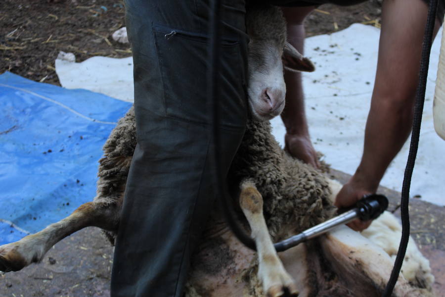 El arte de esquilar ovejas