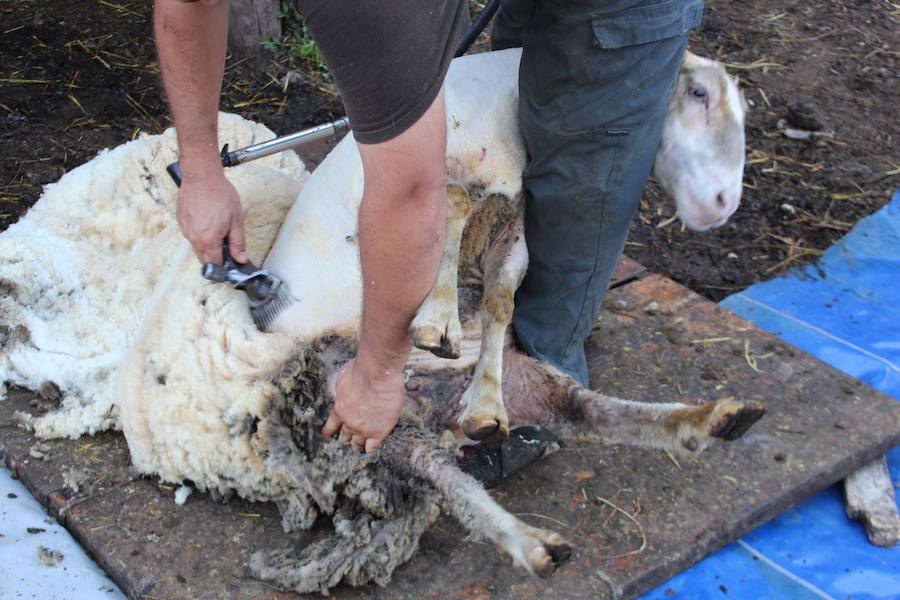 El arte de esquilar ovejas