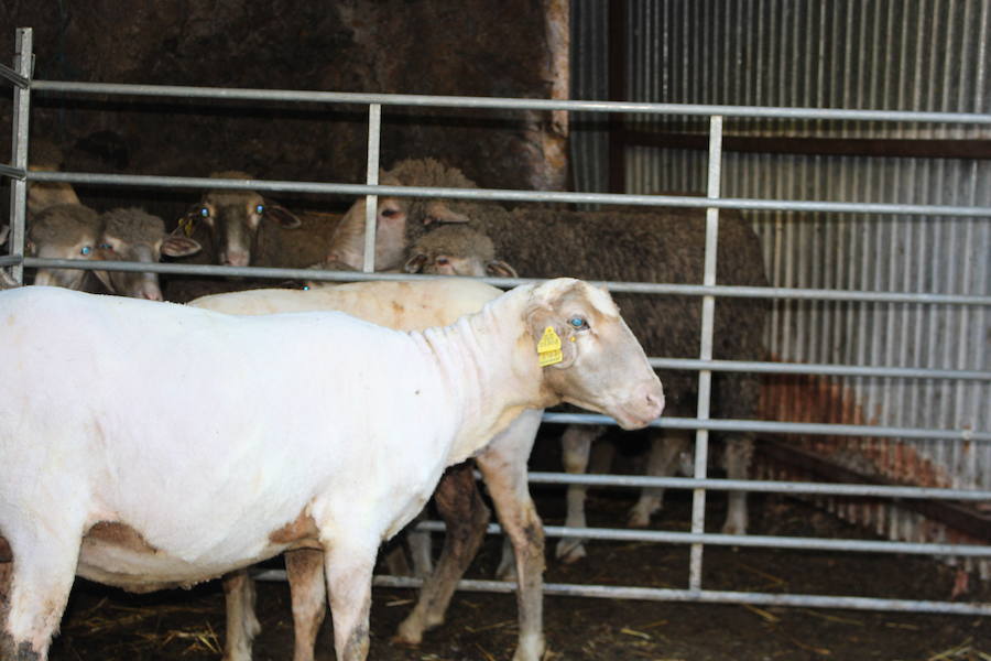 El arte de esquilar ovejas