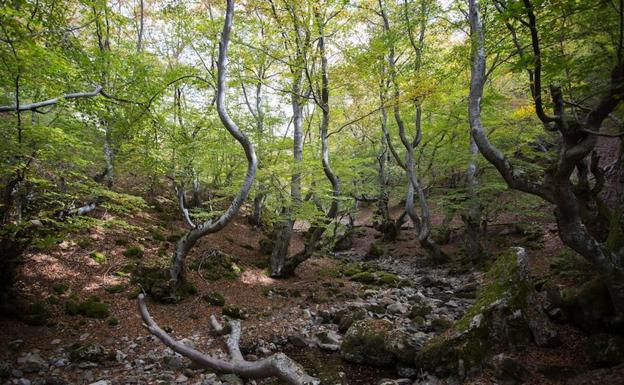 El Faedo de Ciñera, una de las joyas de la Reserva de la Biosfera del Alto Bernesga.