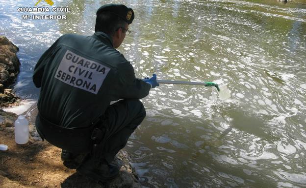 Efectivo de la Guardia Civil sacando las truchas muertas del río 