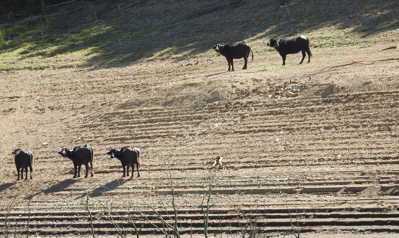 El Ayuntamiento de la localidad, que tiene bajo su tutela en la actualidad cuatro bisontes y cinco búfalas, hará intercambios con Cabárceno y apuesta por la reproducción