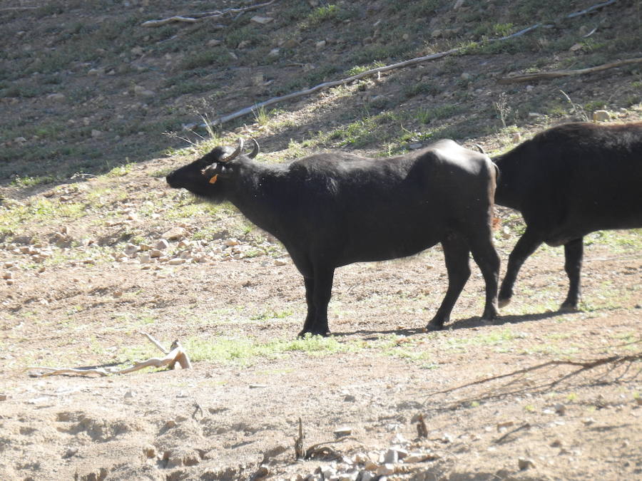 Búfalos en Riaño