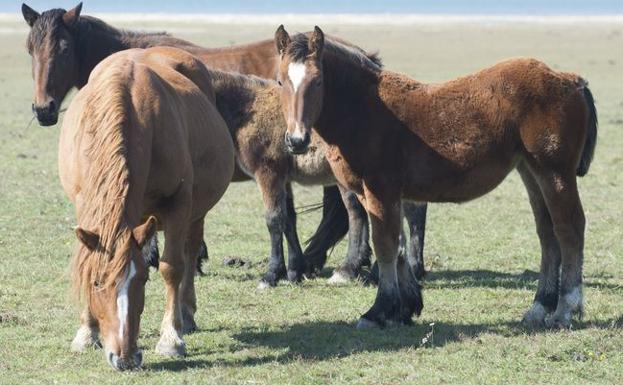 Ejemplares del caballo hispano-bretón.