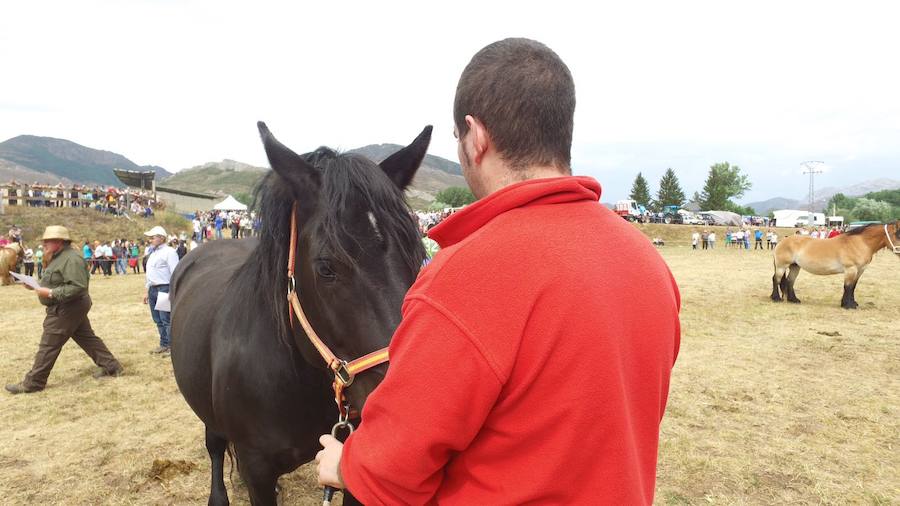 Hispano Bretón, una raza de montaña