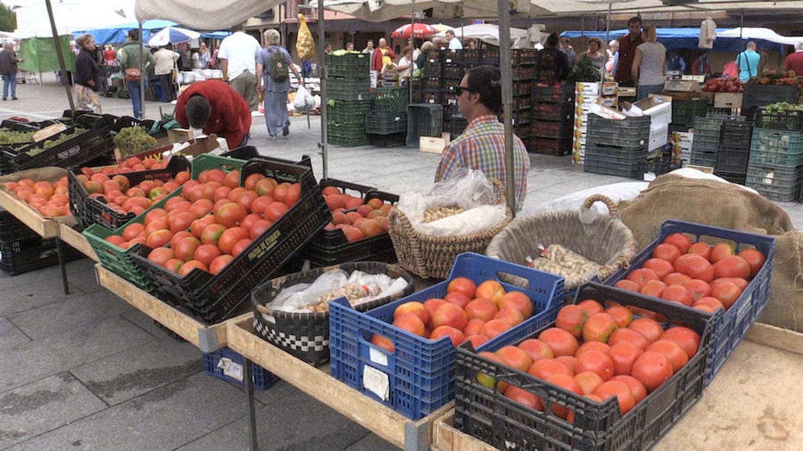 El tomate, rey en Mansilla