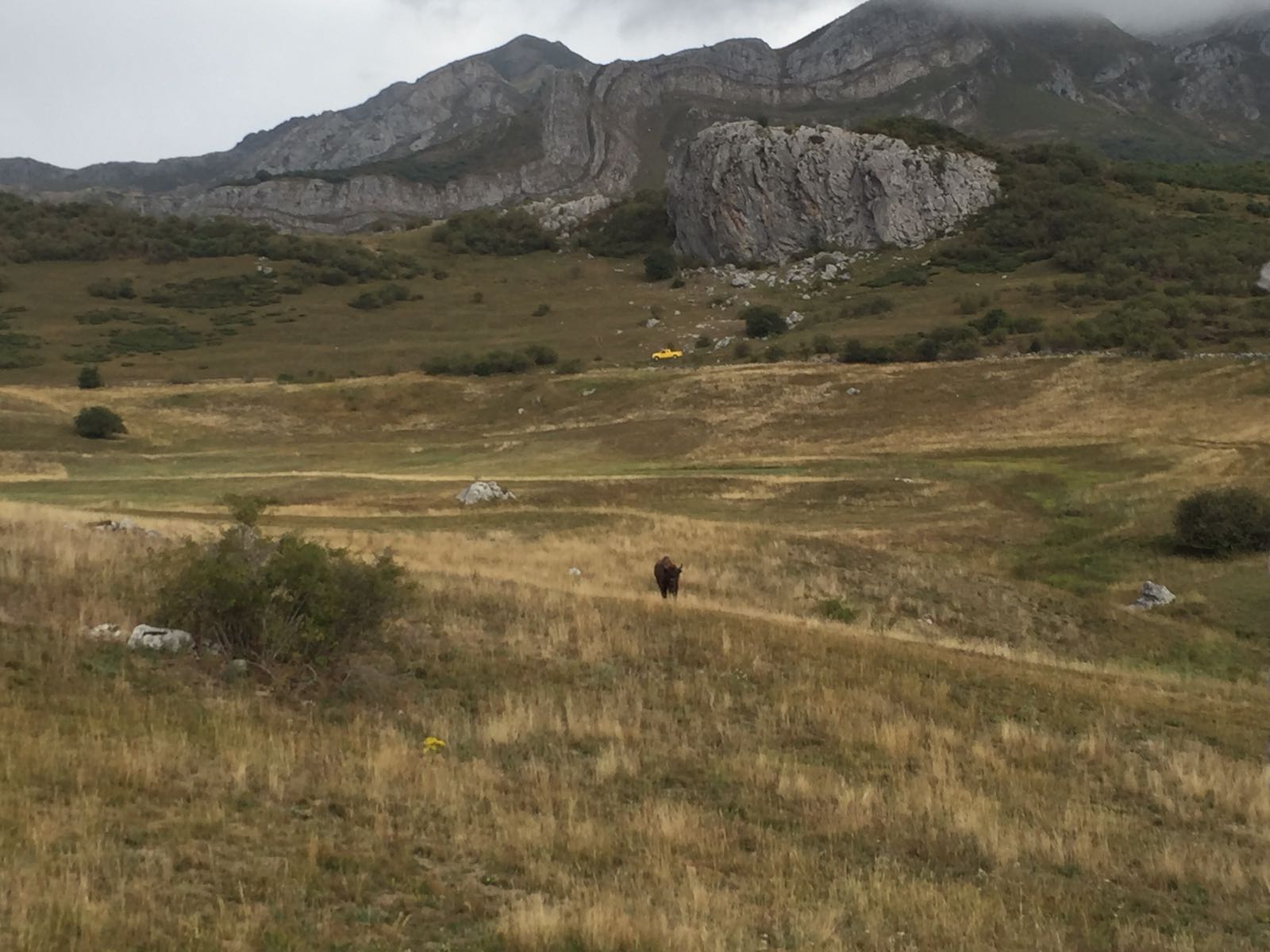 Un bisonte anda suelto