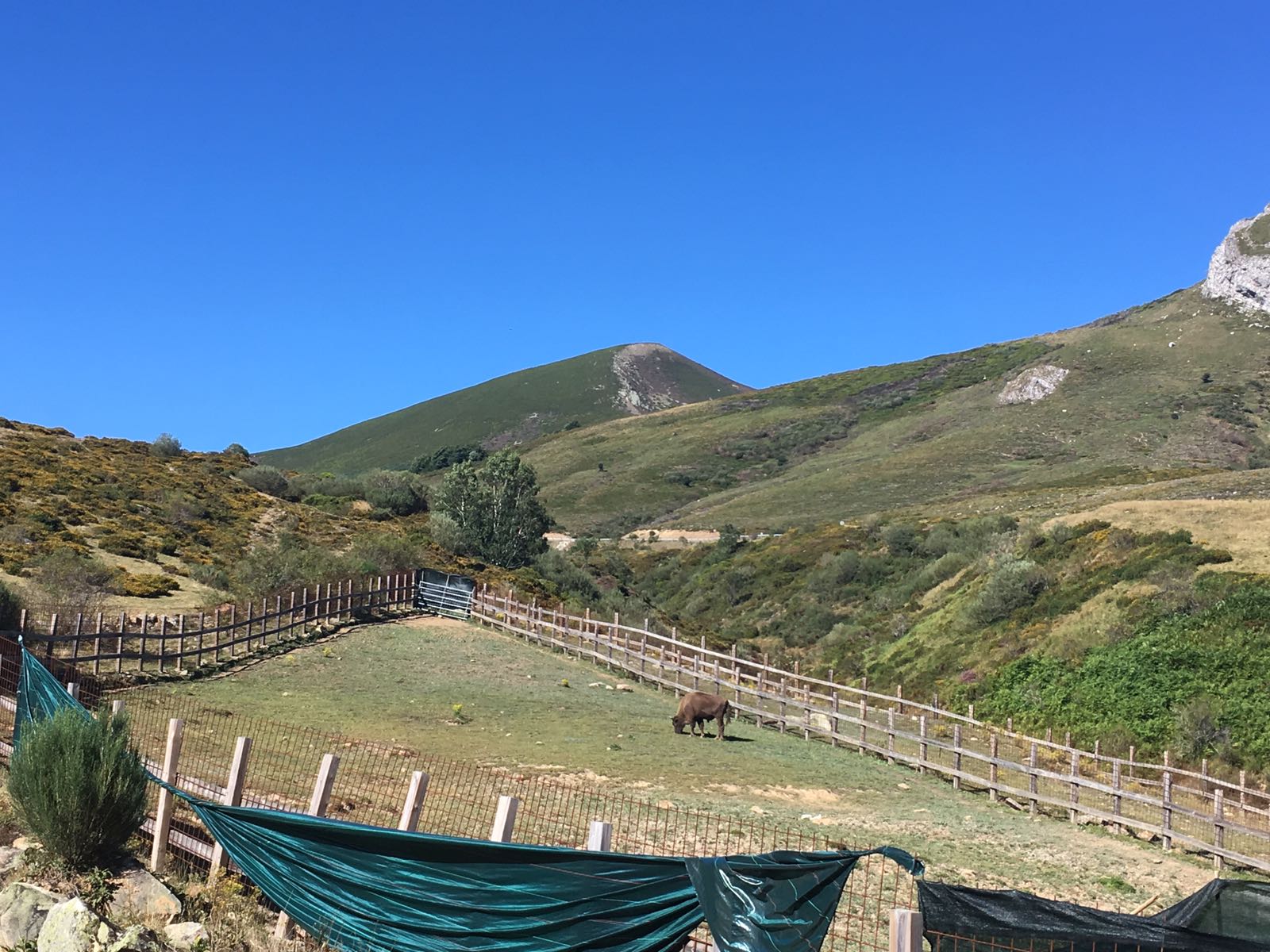 Un bisonte anda suelto