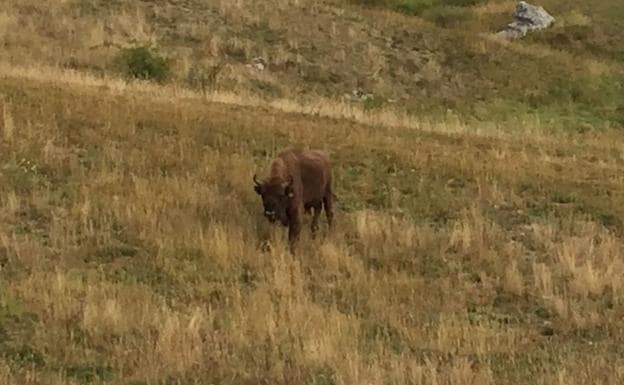 El bisonte huído, en Maraña.