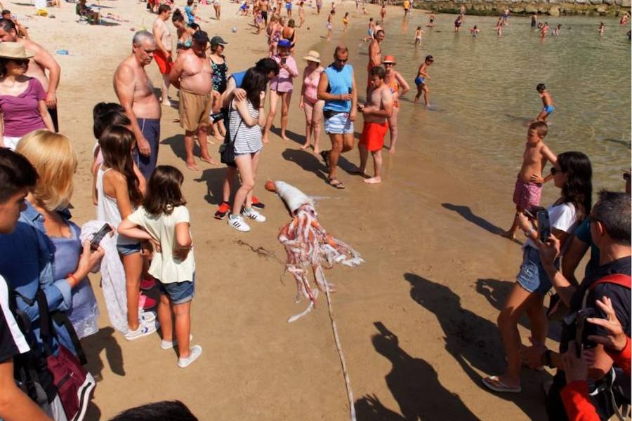 El cefalópodo causó gran expectación entre los bañistas que no dudaron en acercarse a tocarlo y sacarle fotografías