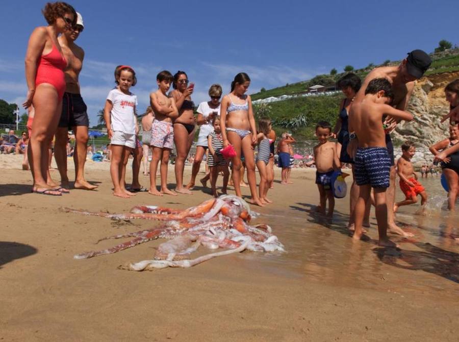 El cefalópodo causó gran expectación entre los bañistas que no dudaron en acercarse a tocarlo y sacarle fotografías