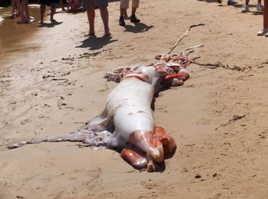 El cefalópodo causó gran expectación entre los bañistas que no dudaron en acercarse a tocarlo y sacarle fotografías