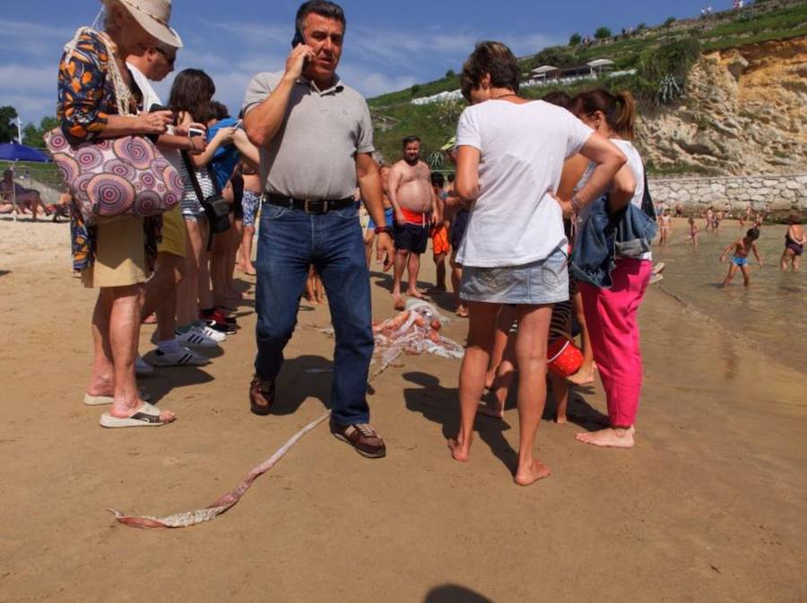 El cefalópodo causó gran expectación entre los bañistas que no dudaron en acercarse a tocarlo y sacarle fotografías