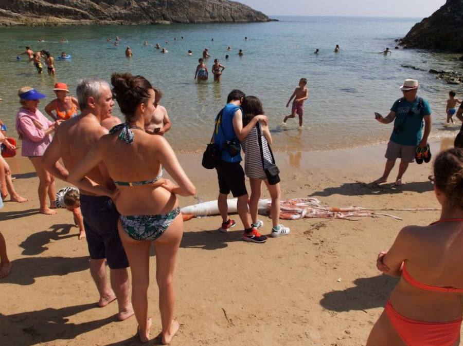 El cefalópodo causó gran expectación entre los bañistas que no dudaron en acercarse a tocarlo y sacarle fotografías