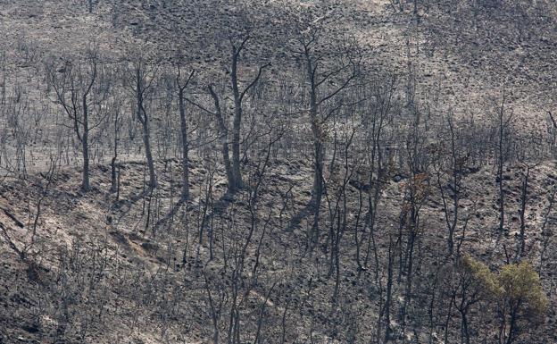 Imagen de una zona afectada por el incendio de La Cabrera.