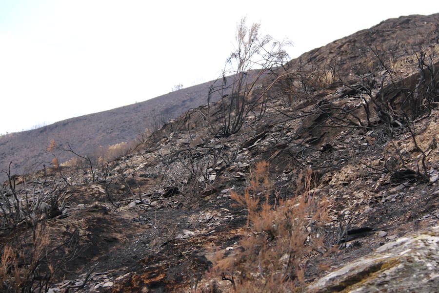 La Cabrera, la desolación tras el fuego