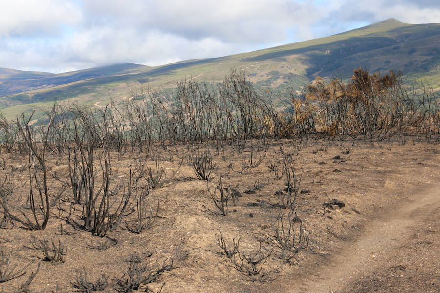 La Cabrera, la desolación tras el fuego