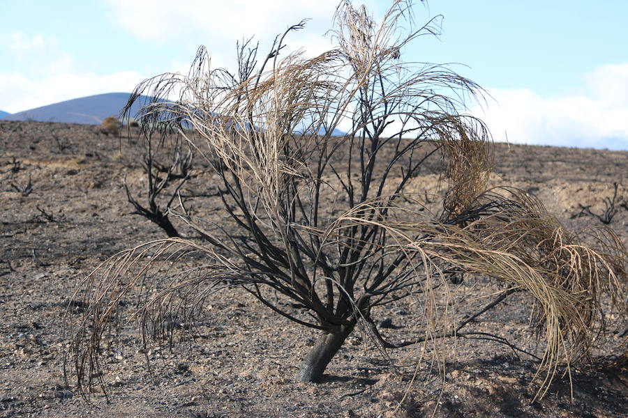 La Cabrera, la desolación tras el fuego