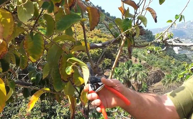 La ULE programa un curso de poda y manejo de frutales en huertos domésticos