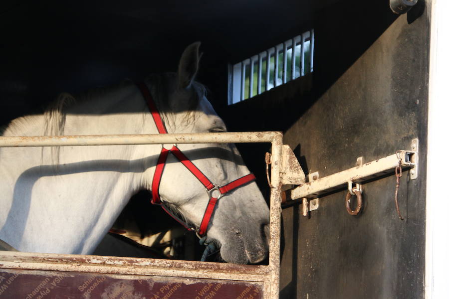 El caballo, mejor amigo de la Guardia Civil