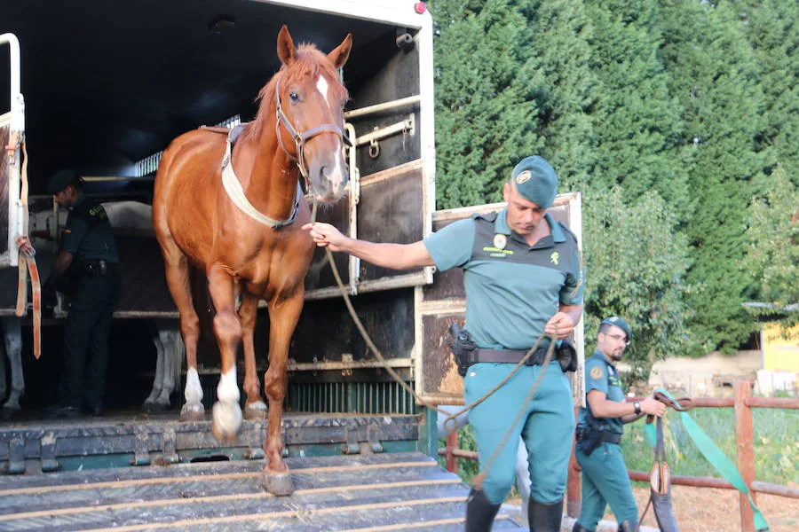 El caballo, mejor amigo de la Guardia Civil